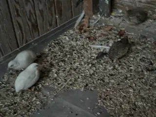 Kinesiske dværge vagtler 0,4