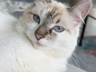 Ragdoll hun kat