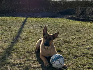 Schæfer/Rottweiler hund