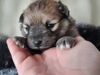 Skøn lille Pomchi hvalp