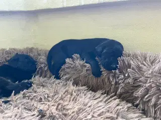 Labrador hundehvalpe F1