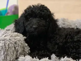Mini Golden Doodle F1B babyer 