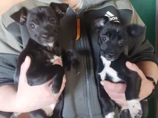 blandings hund ds gårdhund chichacha