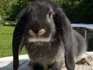 FRANSK VÆDDER HUN SORT OTTER