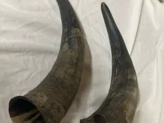 Fine horn / kohorn 