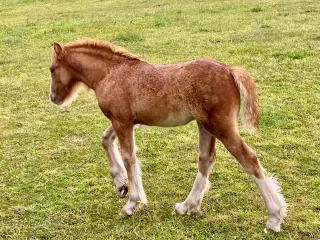 Mini Irish cob
