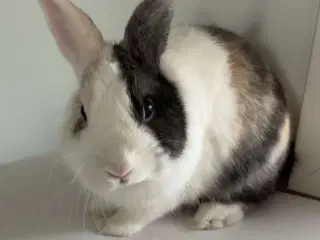 Bertram, sød og tam kanin 🐰