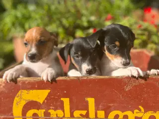 Dansksvensk Gårdhund hvalpe