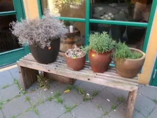 4 stk. planter