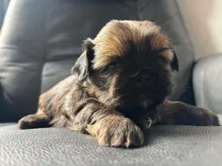 Shih Tzu hvalp