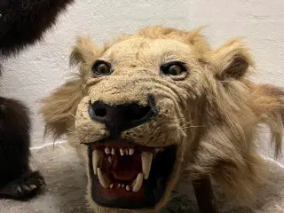 Løve udstoppet