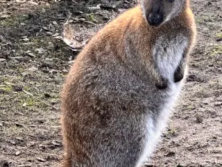 Kænguru 