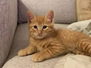 Rød han Maine Coon-blandingskillinger