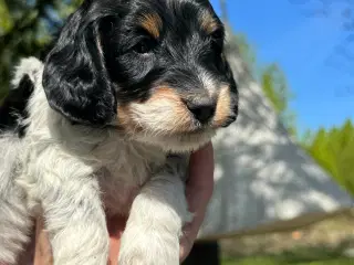 Cockerdoodle eller Cockapoo. 3 tæver tilbage. 