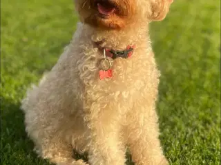 Cockapoo 1BB-hvalpe ventes – klar til nye hjem i s