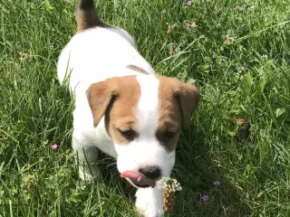 Jack Russell Terrier