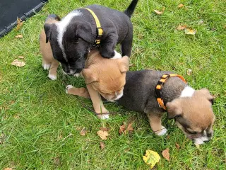 Staffordshire Bull Terrier hvalpe