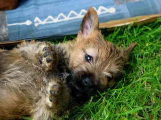 Cairn terrier hvalpe, ægte uden stambog