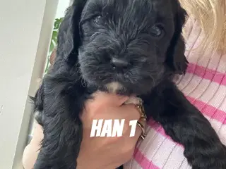 F1 cavapoo hvalpe 