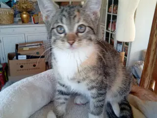 Maincoon blanding
