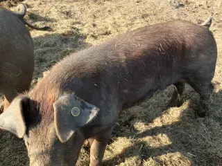 LÆKKER ORNE HALV DUROC OG HALV GAMMEL LANDRACEGRIS