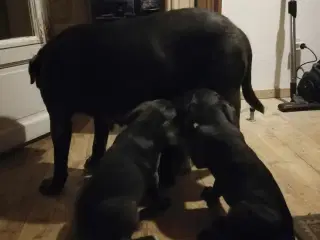 Ægte cane Corso hvalpe 