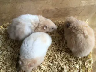 Langhårede guldhamster