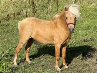 Amerikansk miniature palomino hingst