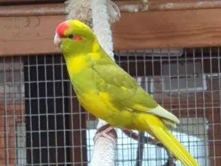 Gedeparakit