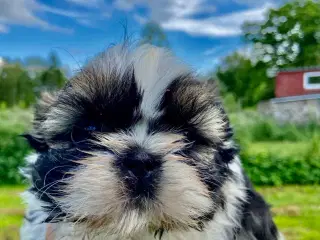 Allergivenlig Shih Tzu hvalpe