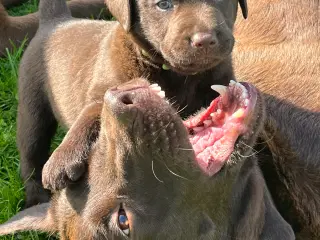 Brune Labrador hvalpe 