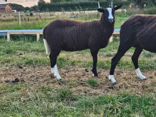 Lammekød 