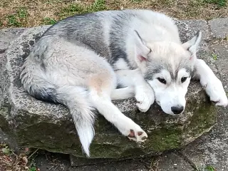 Sarafina 