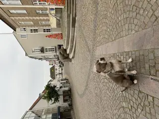 Rolig og Børnevenlig American Bully XL 