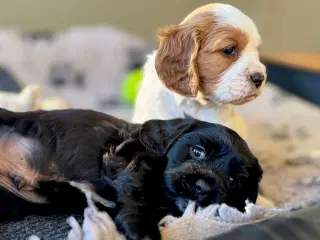 Engelsk cocker spaniel/ Cavalier King Charles 