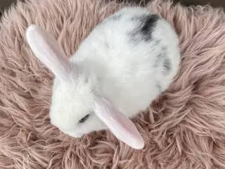 Minilop dreng klar nu