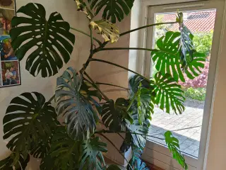 Monstera / fingerphilodendron