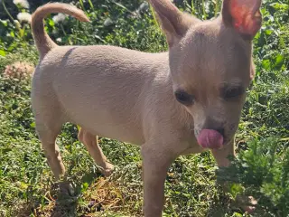 Chihuahua hvalp dreng 