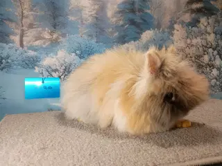 Ren Racet Teddy (dværg angora kanin) dreng