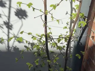 Hasselnød, træ/busk i krukke 