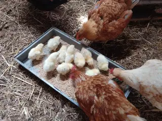 Grønlægger kyllinger 