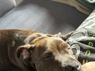 Staffordshire Bull Terrier