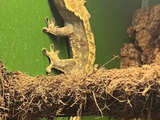 Gekko med bur 