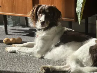 Petra søger sit for evigt hjem ❤️