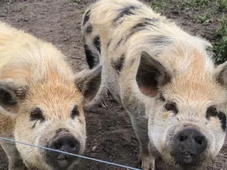 Kune Kune grise 
