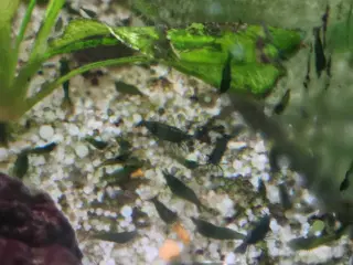 Rejer Green jade neocaridina 