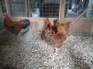 Høns