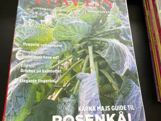 Haven have blad