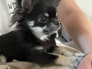 Chihuahua tæve langhåret 
