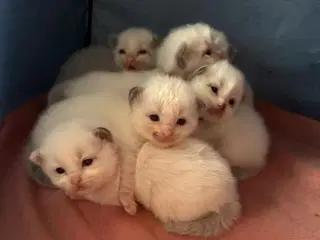 Ragdoll killinger sælges 
